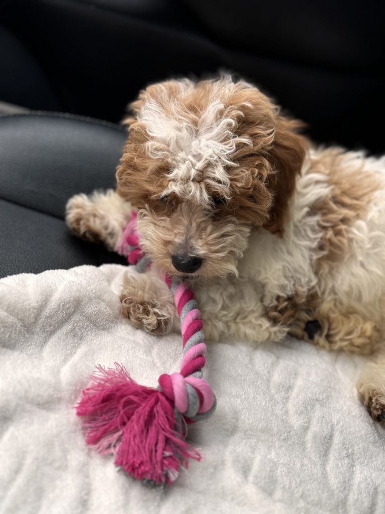 Ella The Dog Playing With A Rope Toy
