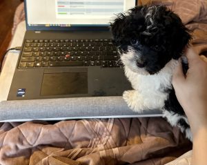 Pepper The Maltipoo
