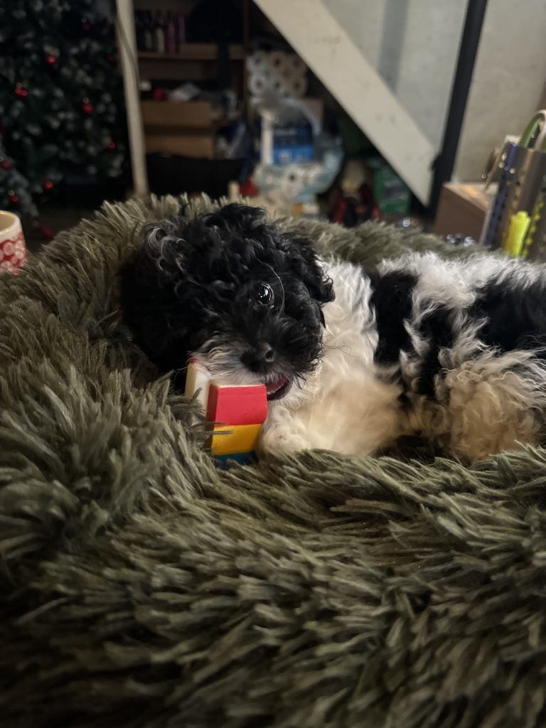 Pepper The Maltipoo