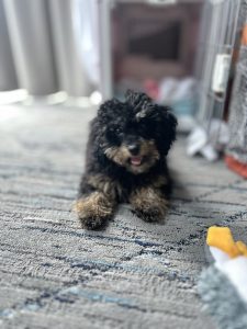 Genesis The Puppy