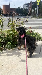 Genesis The Puppy On A Leash Outside