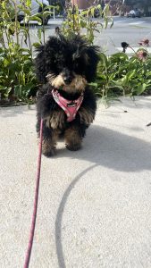 Genesis The Puppy On A Leash Outside