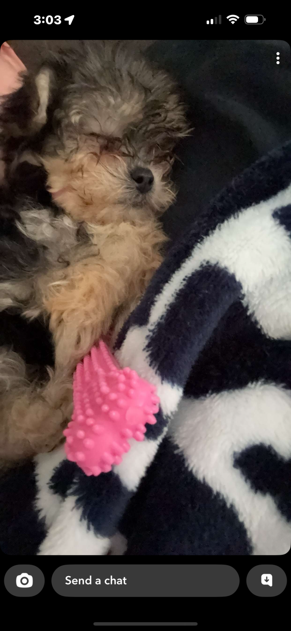 Remi The Puppy