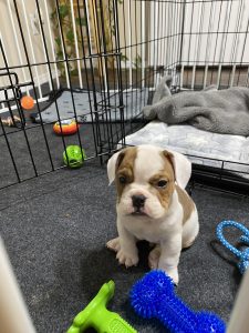 Madison The Beabull Puppy