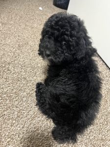 Smokey The Poodle Review