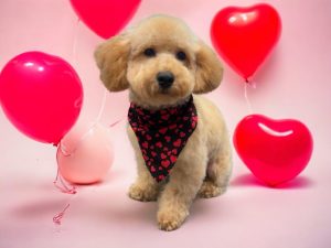 Dash The Puppy Review