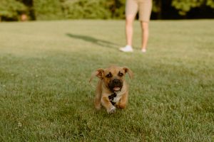 Wallace The Puggle