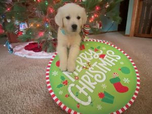 Layla The Puppy Review