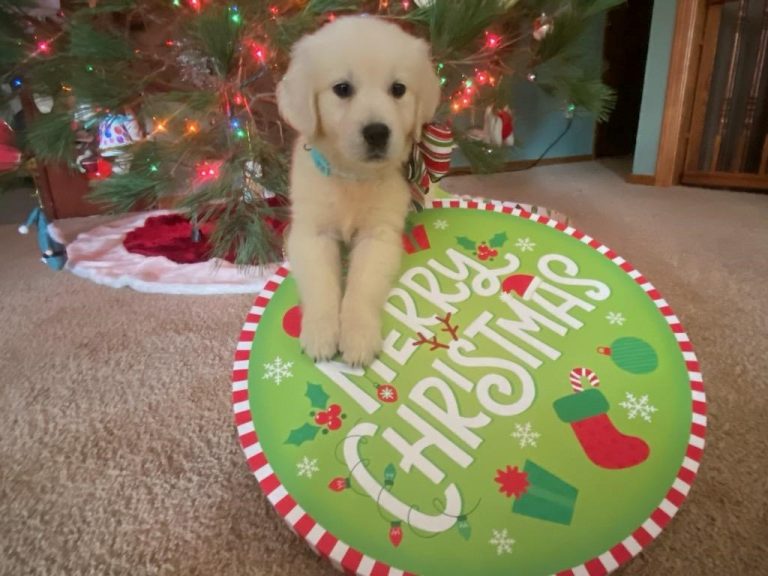 Layla The Puppy Review